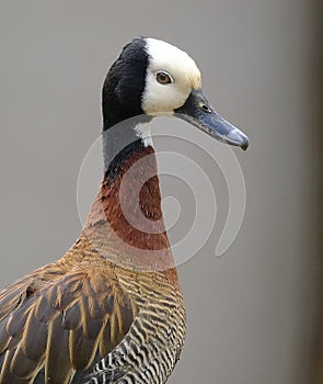 The white-faced whistling duck is a whistling duck that breeds in sub-Saharan Africa and much of South America