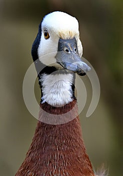 The white-faced whistling duck is a whistling duck that breeds in sub-Saharan Africa and much of South America.