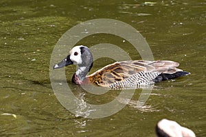 White-faced Whistling-Duck or White-faced Tree-Duck who floats o