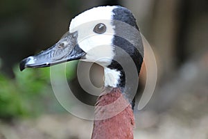 white-faced whistling duck - zoo - france