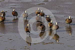 White faced whistling ducks