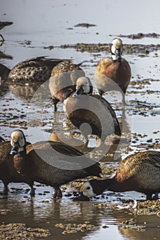 White faced whistling ducks