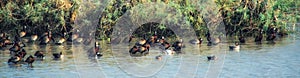 White-faced Whistling Ducks Dendrocygna viduata