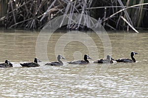 White-faced whistling ducks, Dendrocygna viduata