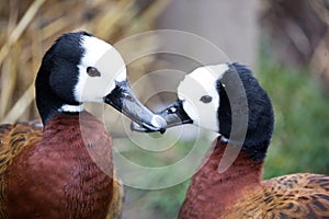 White-faced Whistling Ducks - Dendrocygna viduata