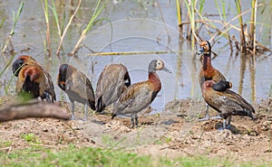 White faced whistling ducks (Dendrocygna viduata) / Myhuze Park/ South Africa