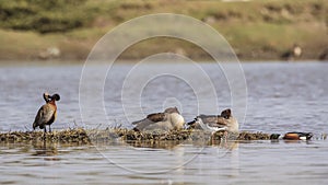 White-faced Whistling Ducks and Egyptian Geese