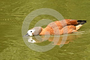 White-faced Whistling Tree Duck, Dendrocygna viduata, head down on green water