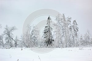 White Fairy Tale - Winter Forest Landscape and Snow - 3