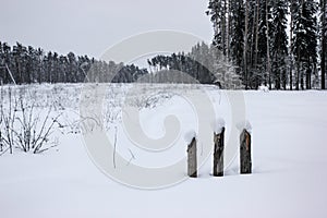 White Fairy Tale - Winter Forest Landscape and Snow - 4