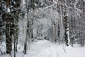 White Fairy Tale - Winter Forest Landscape and Snow - 5