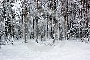 White Fairy Tale - Winter Forest Landscape and Snow - 6