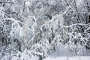 White Fairy Tale - Winter Forest Landscape and Snow - 7