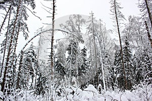 White Fairy Tale - Winter Forest Landscape and Snow - 8