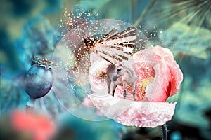 White fairy unicorn with butterfly wings on blooming pink poppy flower. Realistic fairytale magic manipulation. Vintage toned