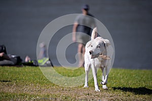 White faithful dog bring stick to its owner