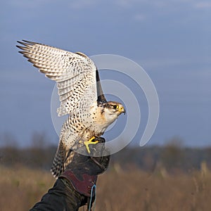 White Falco cherrug starts