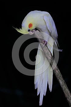 A white falk bird is perched on a tree branch.