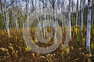 White fall birch trees with autumn leave colour.