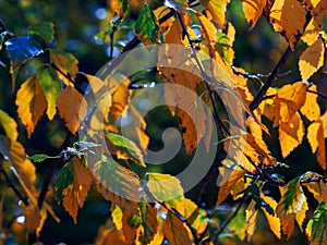 White fall birch trees with autumn leaves in background