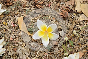 White Fall Flower From Tree on the floor in Autumn Garden Floral Stock Photograph Image