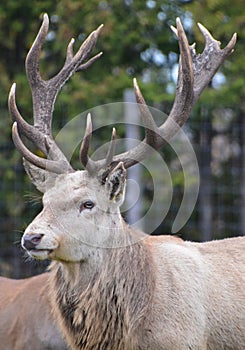 White fallow deer