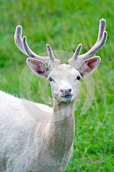 White Fallow Deer