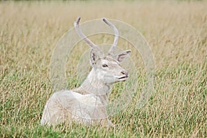 White fallow deer