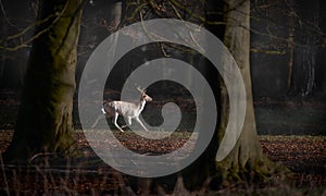 White Fallow Deer Buck Running Through Forest