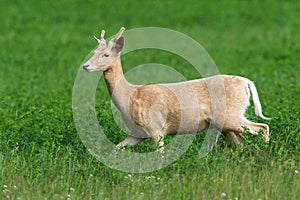 White fallow deer, dama dama, being in hurry during the pasture on clover field