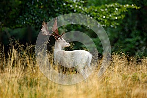 White Fallow Deer, Dama dama, majestic powerful adult animal outside autumn forest. Big animal in the nature forest habitat, Denm