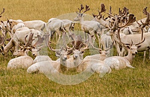 White Fallow Deer photo