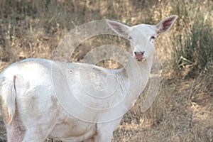 White Fallow Deer