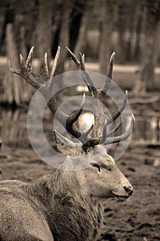 White fallow deer in safari park