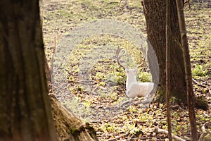 White fallow-deer