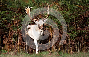 White fallow deer stag standing in ferns in autumn