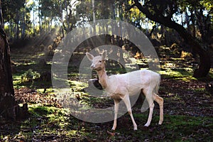 White fallow deer standing in a forest with sunlight piercing through the trees