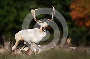 White fallow deer standing in a meadow during the rut in autumn