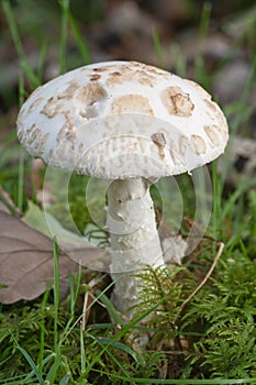 White false deathcap.