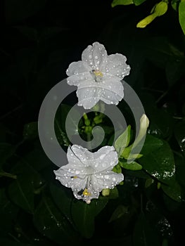 White False jalap (white hendirikka) photo