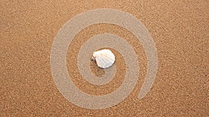 A white fan shaped seashell, nestled into the center of grainy sand