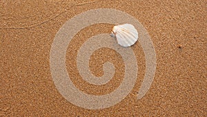 White fan shaped seashell, nestled into the center of grainy sand