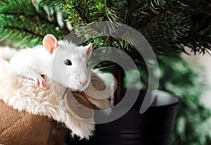 White fancy rat with cute black eyes in warm fluffy house shoe in front of Christmas tree background.