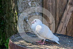 White Fantail Dove standing on an old barrel in Charlestown, Cornwall