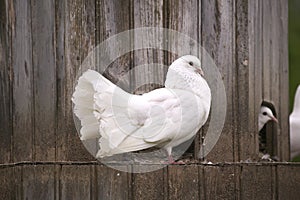 White Fantail Pigeon, columba livia