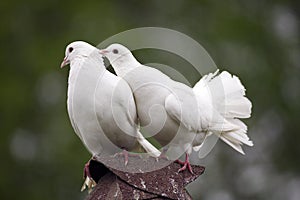 White Fantail Pigeon, columba livia