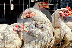 White farm chickens behind metal cage