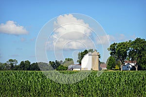 White Farm Cornfield