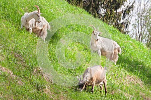 white farm goats graze green nature meadow grass