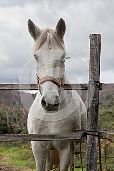 White farm horse